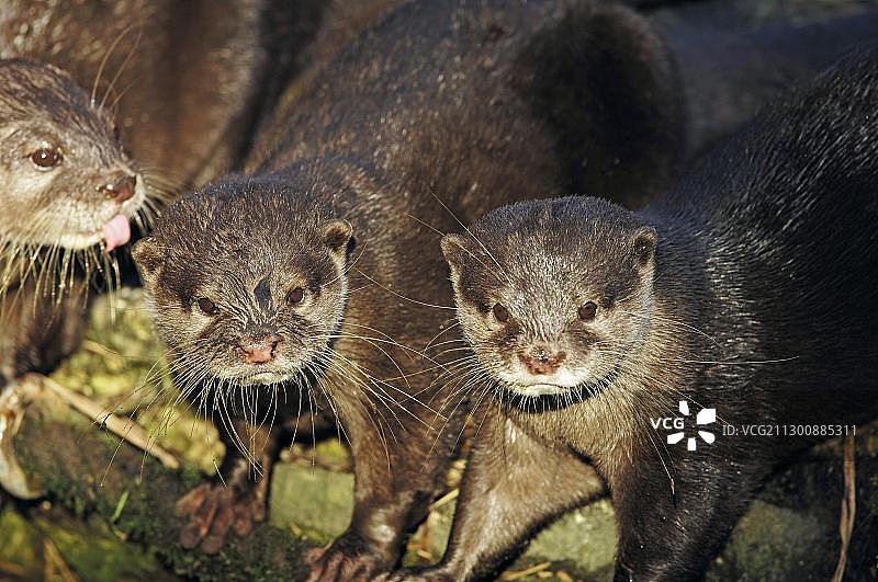 东方小爪水獭(灰龙、灰龙)图片素材
