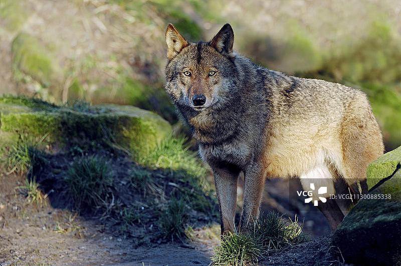 伊比利亚狼图片素材