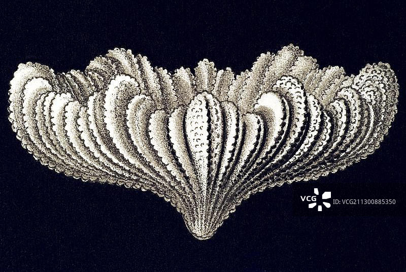 六放珊瑚亚纲，脑珊瑚， Maeandrina，Leptocyathus elegans，Turbinolidae科，化石，恩斯特·海克尔，《自然界的艺术形式》图片素材
