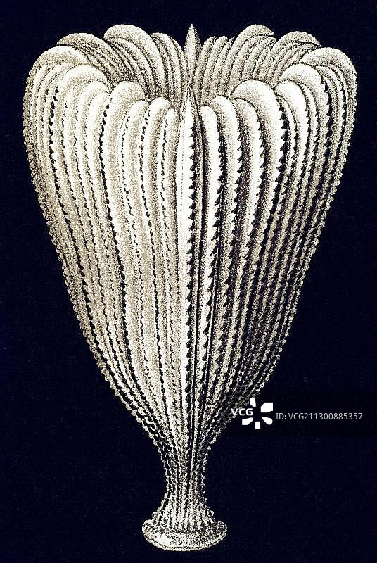 恩斯特·海克尔《自然界的艺术形式》：六放珊瑚亚纲、脑珊瑚图片素材