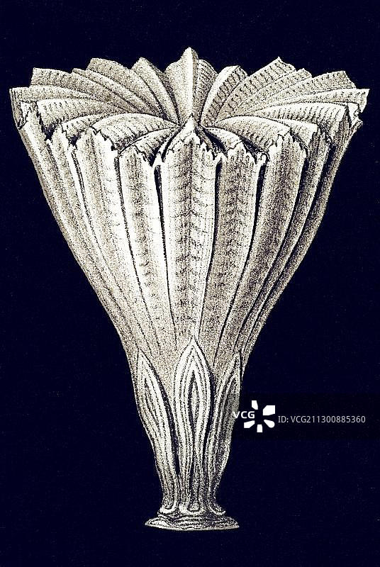 海克尔《自然界的艺术形态》：六放珊瑚插画图片素材