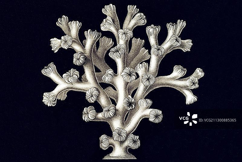 历史插图：六放珊瑚亚纲，脑珊瑚，学名Maeandrina，Lephohelia profilera，珊瑚科，恩斯特·海克尔，《自然界的艺术形态》图片素材