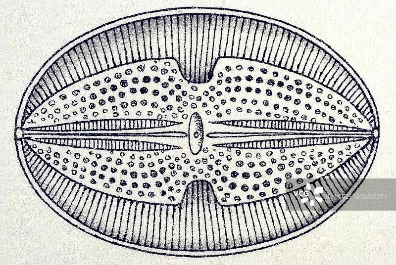 自然艺术形态：三角藻和舟形藻历史插图图片素材
