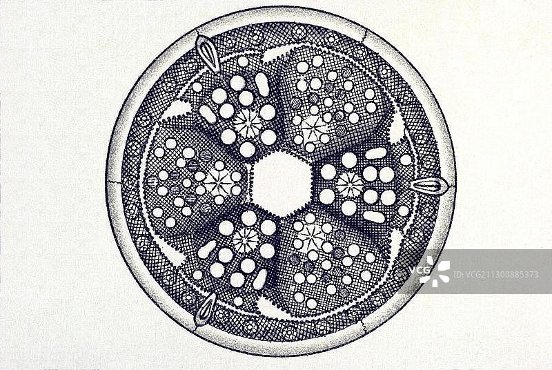 历史插画：硅藻，自然艺术形态图片素材
