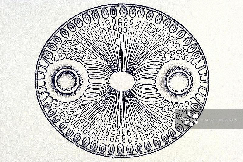 《自然界的艺术形态》：硅藻插图图片素材