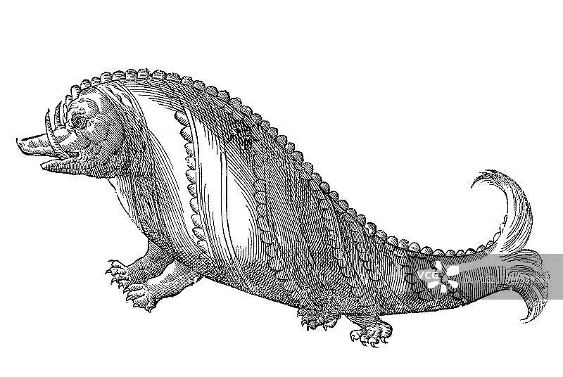 文艺复兴时期海洋野猪木刻版画图片素材