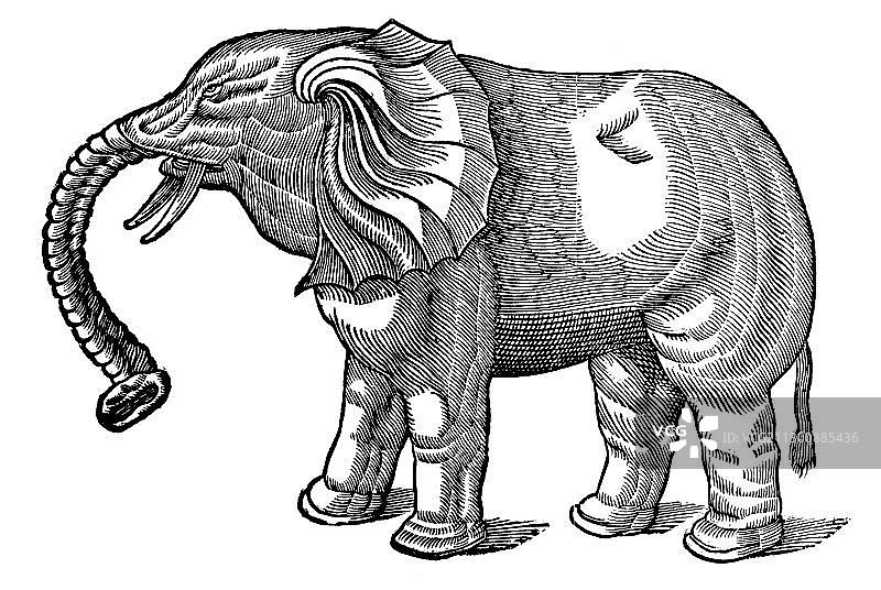 木刻版画：大象，康拉德·格斯纳，《动物志》，1551年，文艺复兴时期图片素材