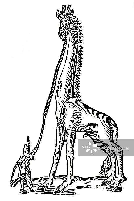 文艺复兴时期动物图鉴：长颈鹿类动物Allocamelus scaligeri木刻图片素材
