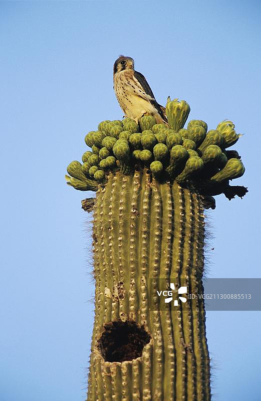 索诺兰沙漠中，幼年美洲红隼栖息在开花的巨人柱顶端图片素材