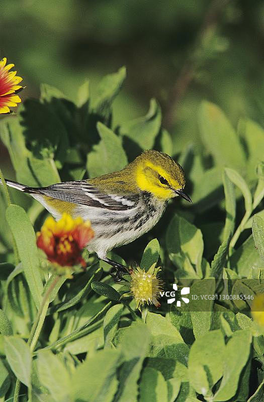 黑喉绿莺雌鸟，花丛中，美国德克萨斯州南部图片素材