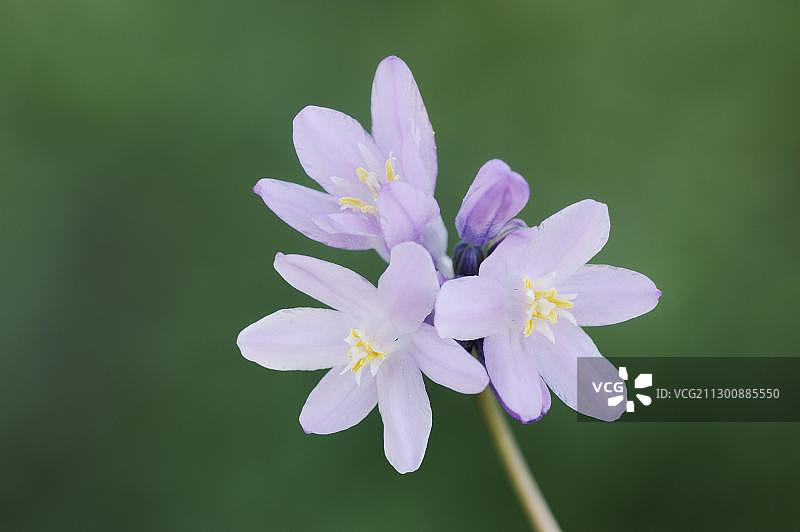 索诺拉沙漠蓝顶风信子特写图片素材