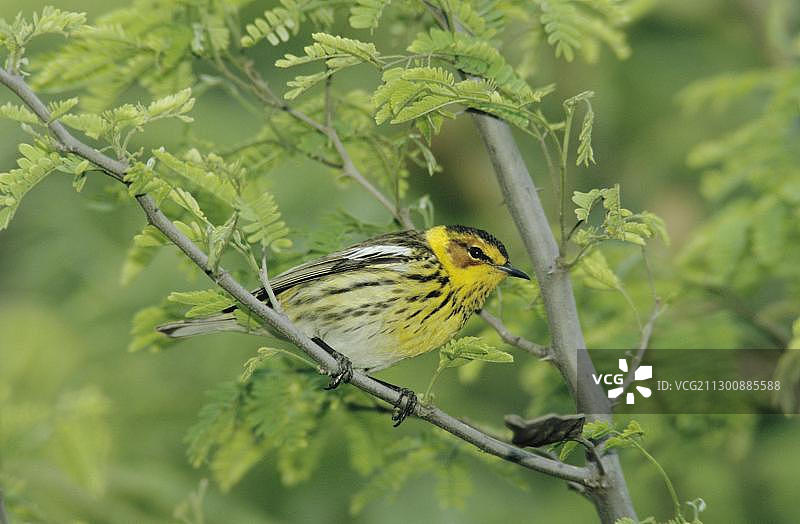 海角五子雀图片素材