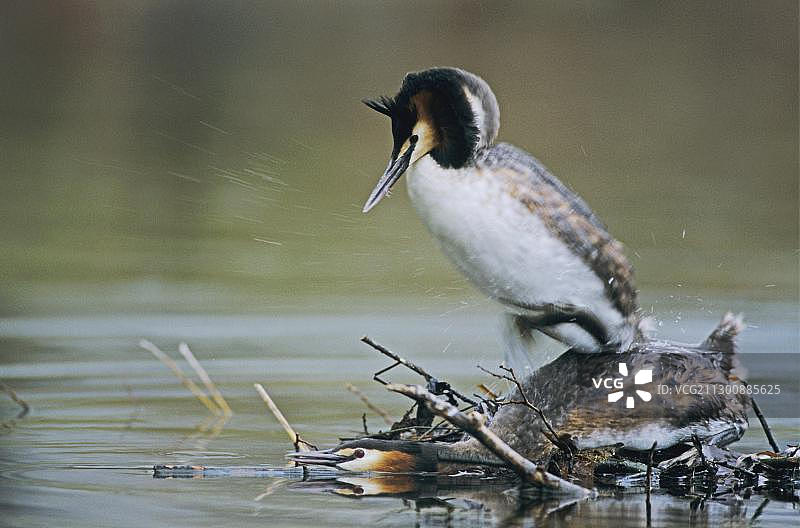 凤头䴙䴘交配图片素材