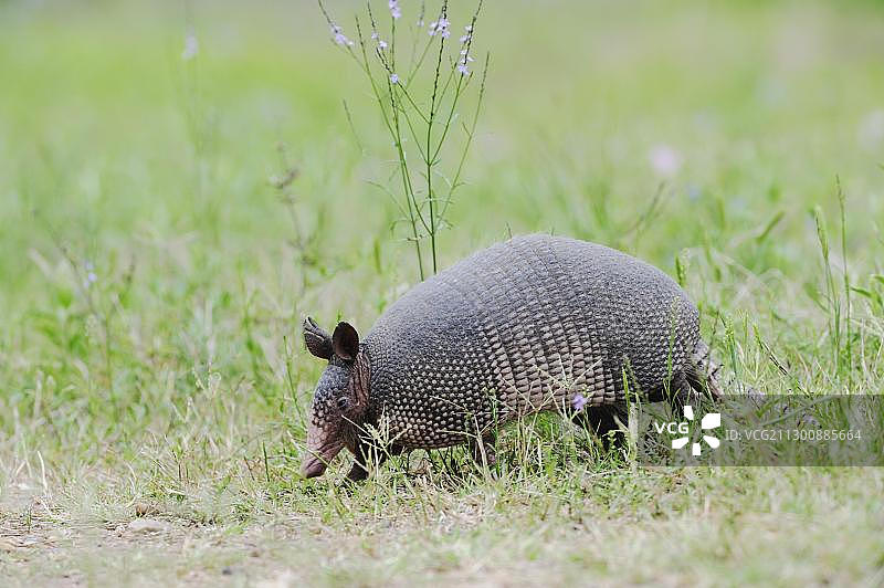 行走的成年九带犰狳图片素材