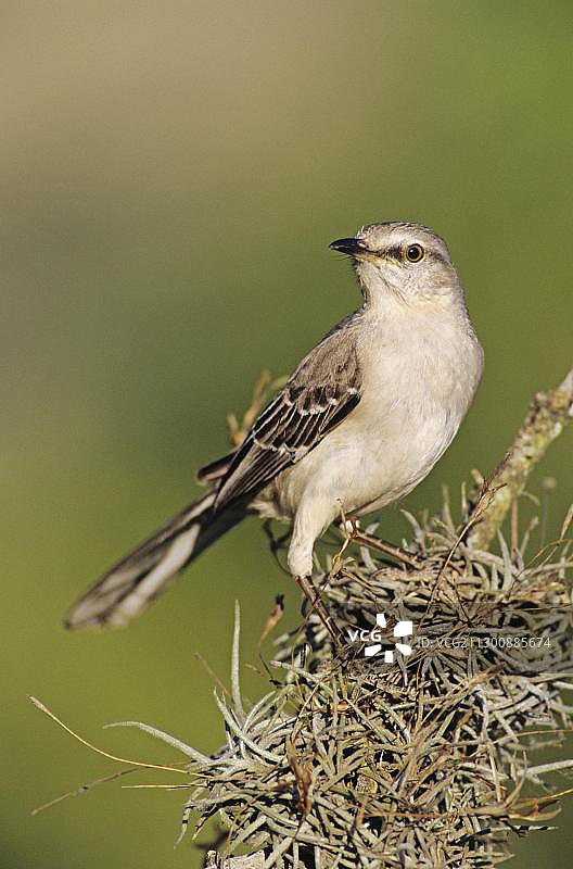 美国德克萨斯州科珀斯克里斯蒂湖的成年北嘲鸫图片素材
