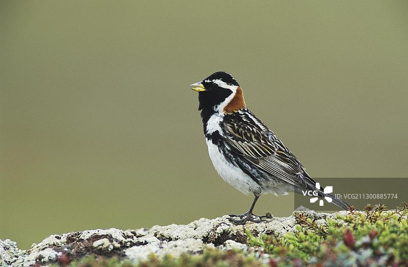 挪威拉普兰铁爪鹀雄鸟歌唱图片素材