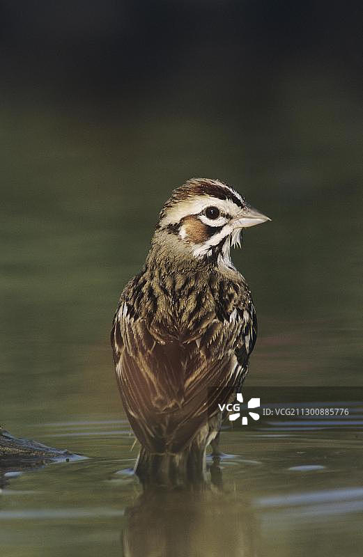 美国德克萨斯州格兰德河谷的云雀麻雀图片素材