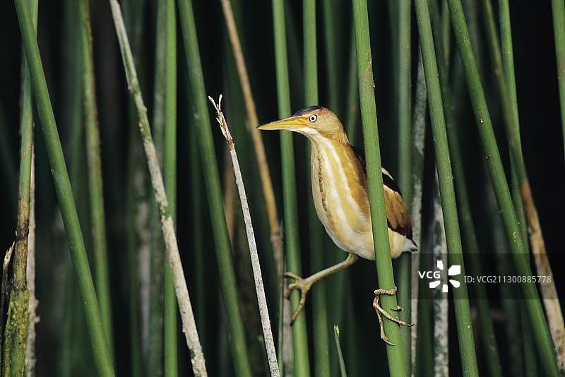 芦苇丛中的雄性小苇鳽图片素材