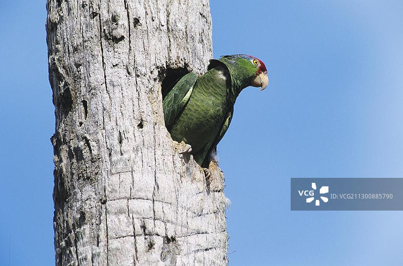 红额鹦鹉，成鸟，位于棕榈树的巢穴中，美国德克萨斯州图片素材