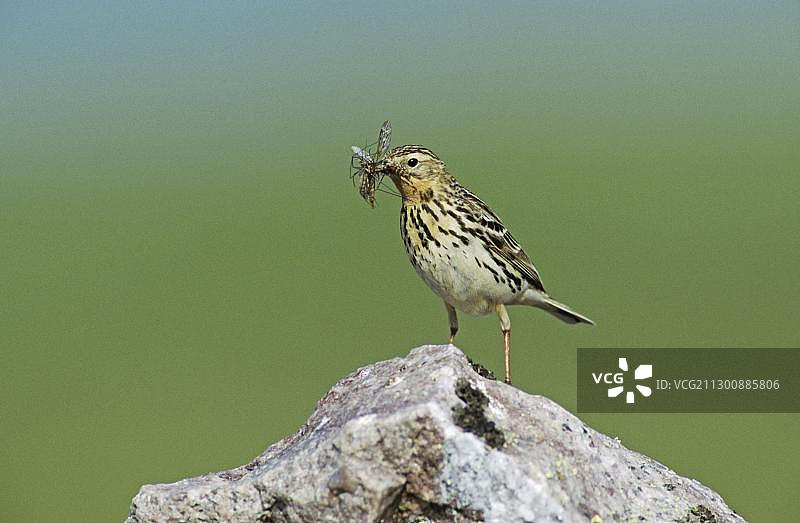 红喉鹨，雄性，口衔昆虫，格德涅霍格达，挪威，欧洲图片素材