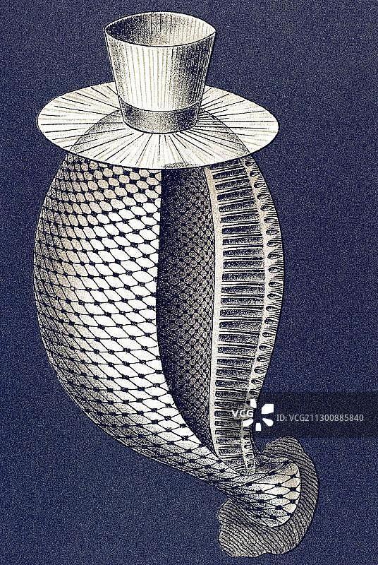 Calcispongiae钙质海绵历史插图图片素材