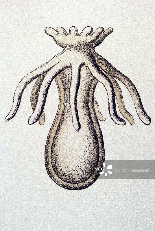 历史插图：管水母，《自然界的艺术形式》，恩斯特·海克尔图片素材