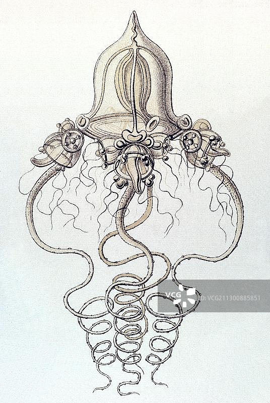 海克尔《自然界的艺术形态》：虹吸管水母插图图片素材