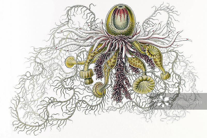 西风螺水螅历史插图图片素材