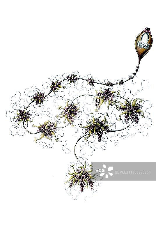 历史插图:管水母,水母,名称为外球水母,3/多胃 Salacia,恩斯特·海克尔,《自然界的艺术形态》图片素材