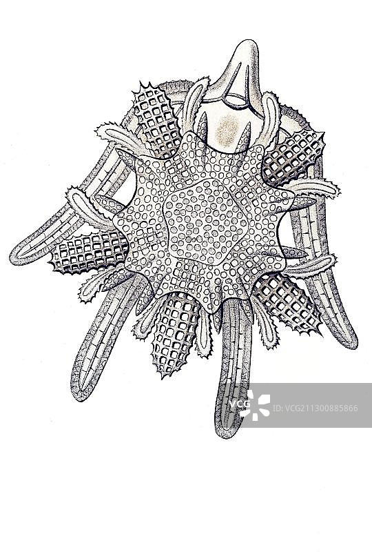 埃른斯特·海克尔《自然界的艺术形态》：蛇尾纲图片素材