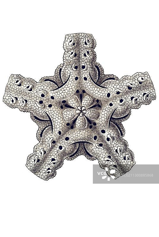 《自然界的艺术形态》：蛇尾纲，脆星，Ophiothrix，六号海盘车图片素材