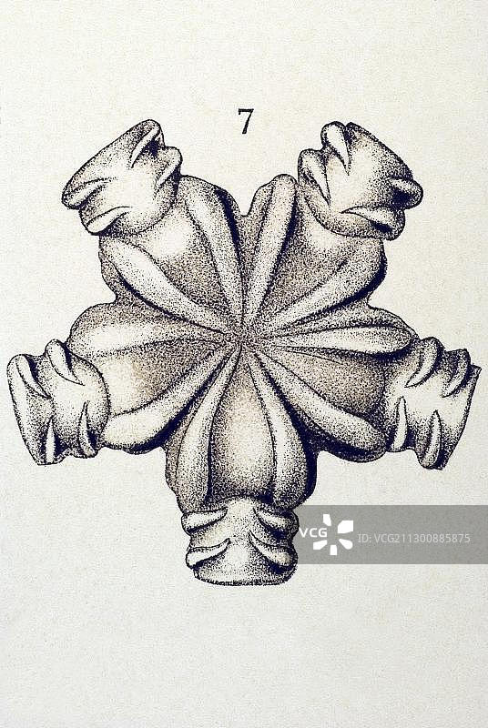历史插画：蛇尾，恩斯特·海克尔《自然界的艺术形态》图片素材