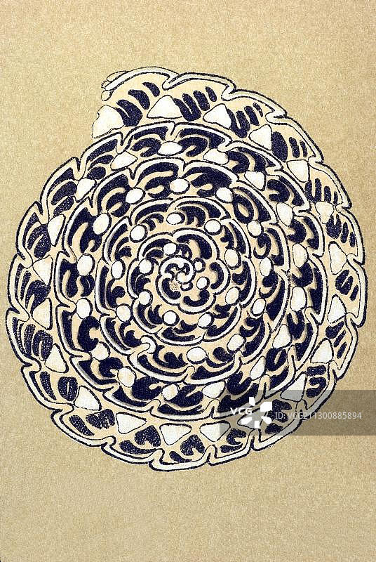 塔拉莫佛拉历史插图，第12号图版，名称米利奥拉，7/阿尔维奥利纳瓜，米利奥拉达科，恩斯特·海克尔，《自然界的艺术形态》图片素材