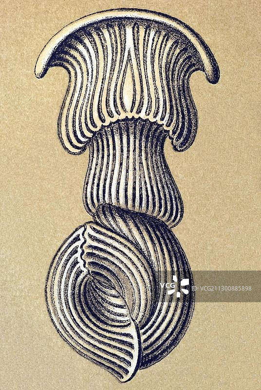TalamophoraMiliola历史插画，Haeckel《自然界的艺术形态》图片素材