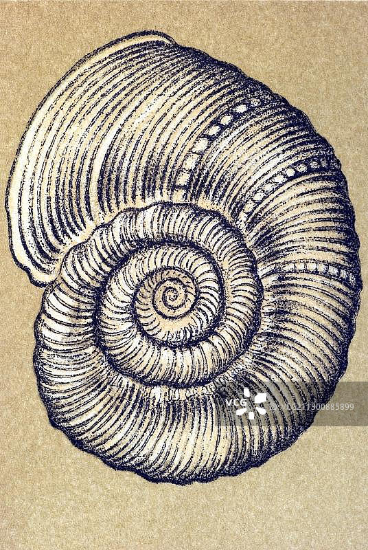 历史插图：塔拉莫佛拉，米里奥拉，4/螺旋虫, 由恩斯特·海克尔创作的《自然界的艺术形态》图片素材