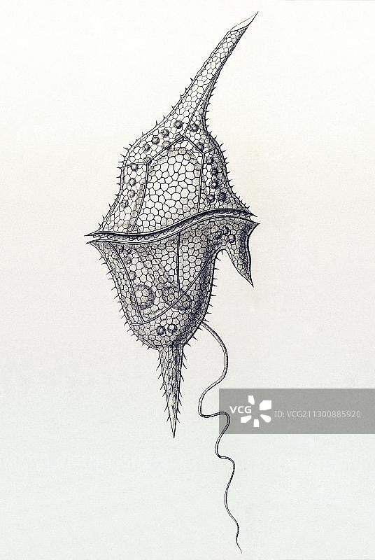 甲藻类历史插图图片素材