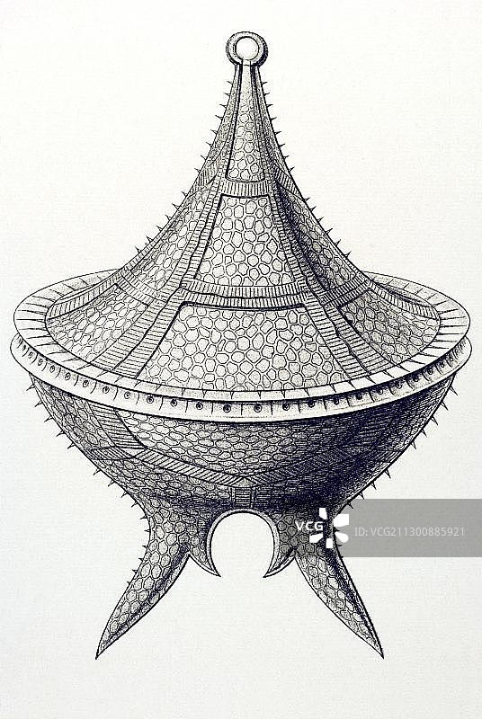 自然艺术形式：甲藻图片素材