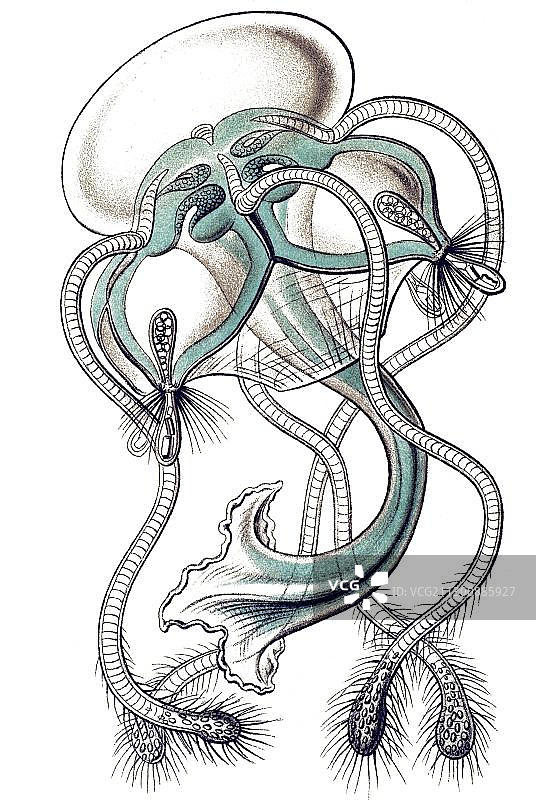 历史插图：伞形水母，学名Pegantha，库南塔原始种图片素材