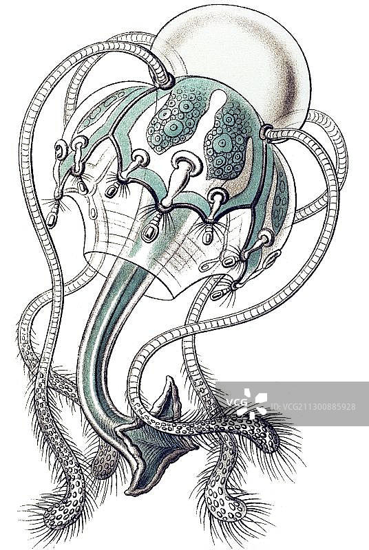 水母纲历史插图，名称为Pegantha，Ernst Haeckel，《自然界的艺术形态》图片素材