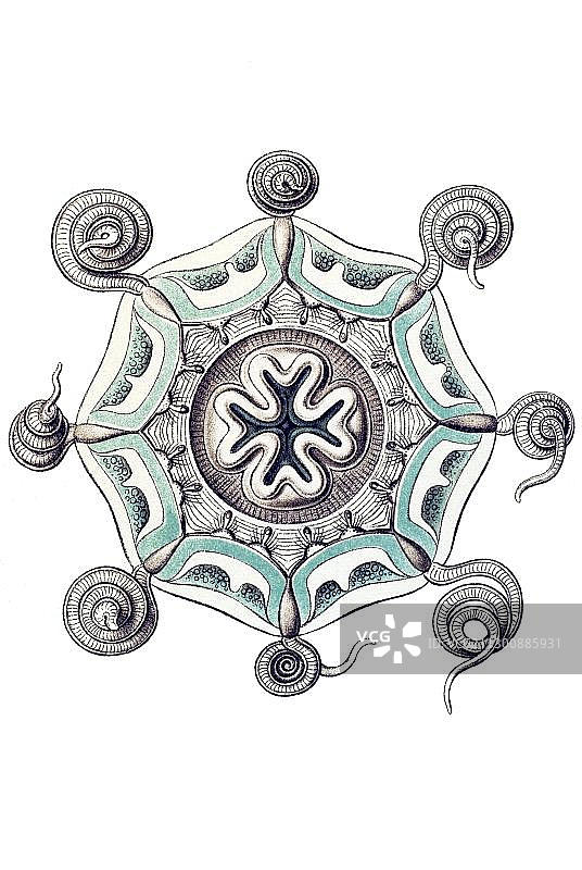眼柄水母的历史插图图片素材