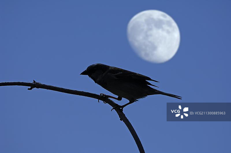 家麻雀与满月图片素材