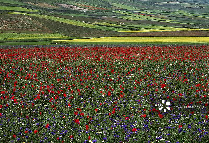 意大利Piano Grande早夏季的鲜花盛开图片素材