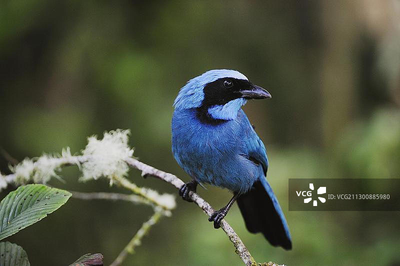 绿松石蓝鸦（Cyanolyca turcosa），成年，位于厄瓜多尔帕帕拉克塔，安第斯山脉，南美洲图片素材