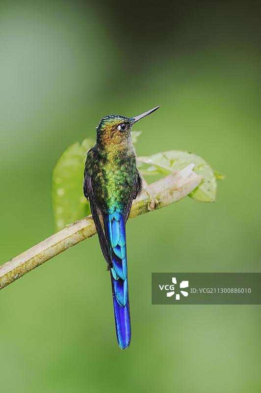 雄性紫尾长尾蜂鸟（Aglaiocercus coelestis），栖息在厄瓜多尔安第斯山脉图片素材