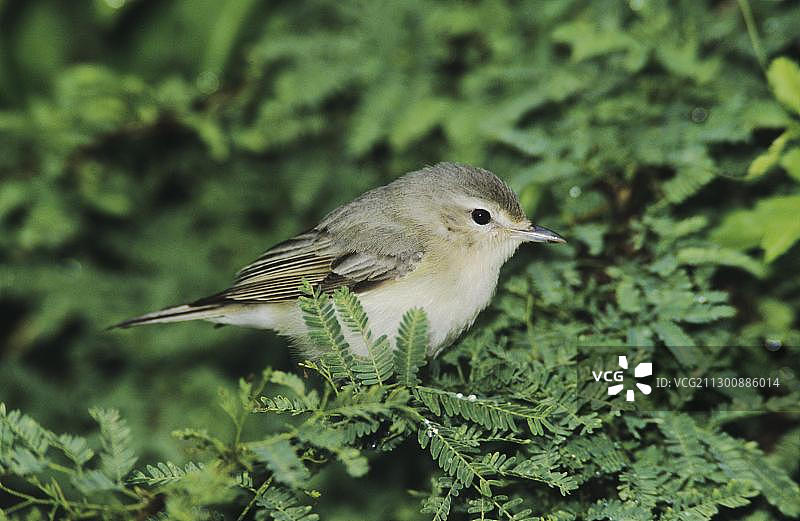 叽喳山雀（Vireo gilvus），成年，美国德克萨斯州南帕德里岛，北美洲图片素材