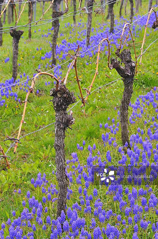 葡萄园中的葡萄风信子图片素材