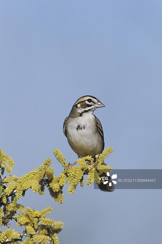 百灵麻雀（Chondestes grammacus），成鸟在盛开的黑刷金合欢树上，美国德克萨斯州格兰德河谷斯塔尔县，北美图片素材
