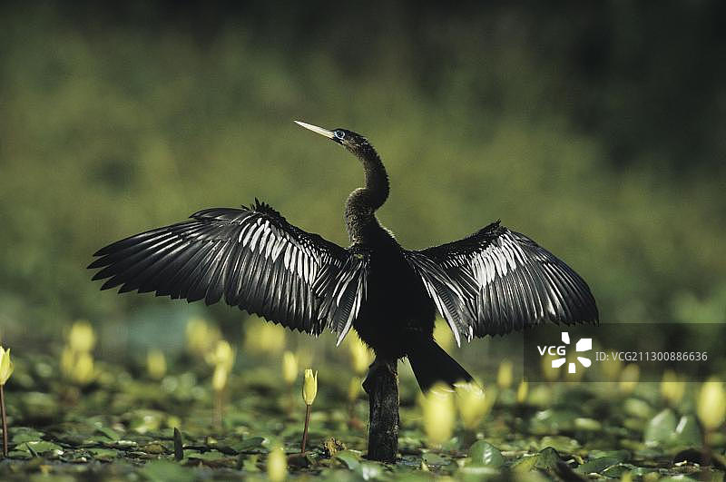 雄性美洲蛇鹈在墨西哥黄睡莲中晾晒翅膀，地点：美国德克萨斯州沿海弯图片素材