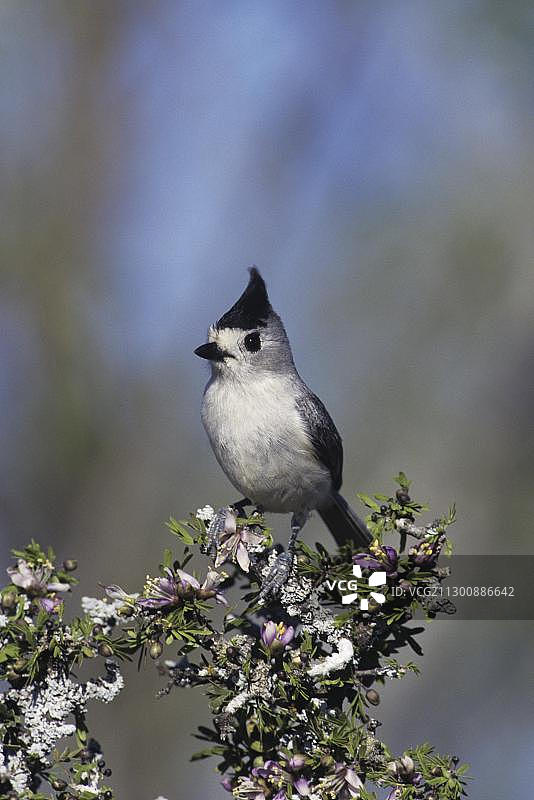 黑顶山雀栖息在盛开的愈创木上图片素材