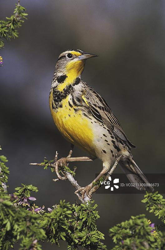 栖息在德克萨斯州瓜亚坎灌木上的成年东 meadowlark图片素材